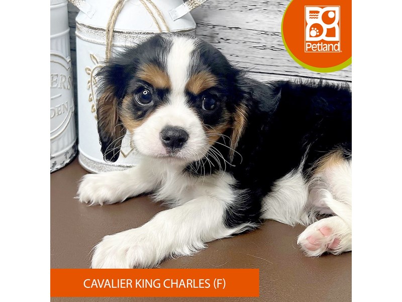 Cavalier King Charles Spaniel-Female-Tri-Colored-4146278-Petland Pickerington