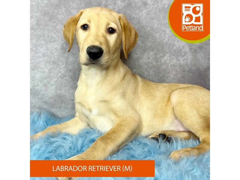 Labrador Retriever-Male-Yellow-4108551-Petland Pickerington