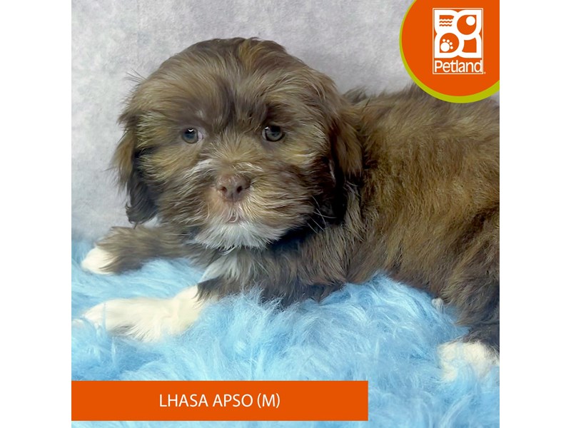 Lhasa Apso-Male-brown and white-4085194-Petland Pickerington