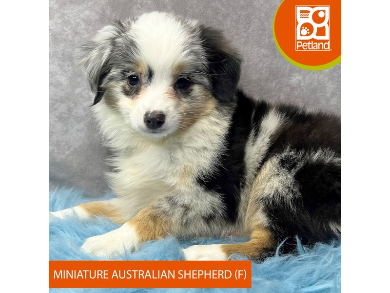 Miniature Australian Shepherd-Female-Blue Merle-4119128-Petland Pickerington