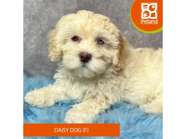 Daisy Dog Dog Female Cream 15429 Petland Pickerington