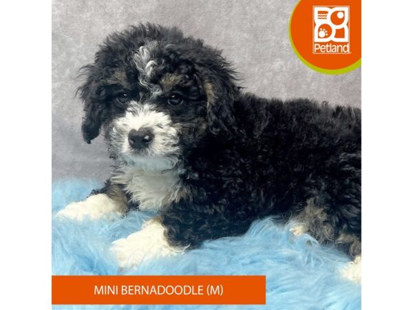 Mini Bernadoodle Dog Male Black / White 15422 Petland Pickerington