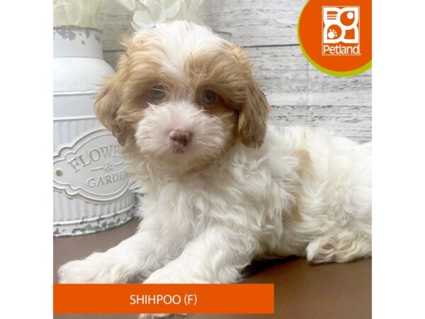 Shihpoo Dog Female Chocolate / White 15461 Petland Pickerington, Ohio