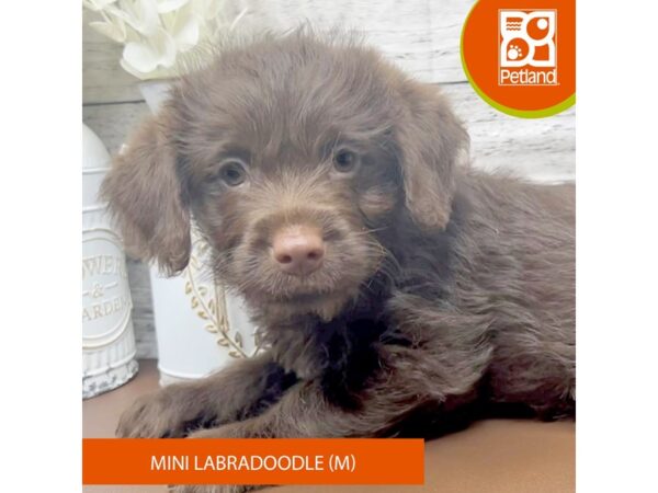 Labradoodle Mini Dog Male Chocolate 15454 Petland Pickerington