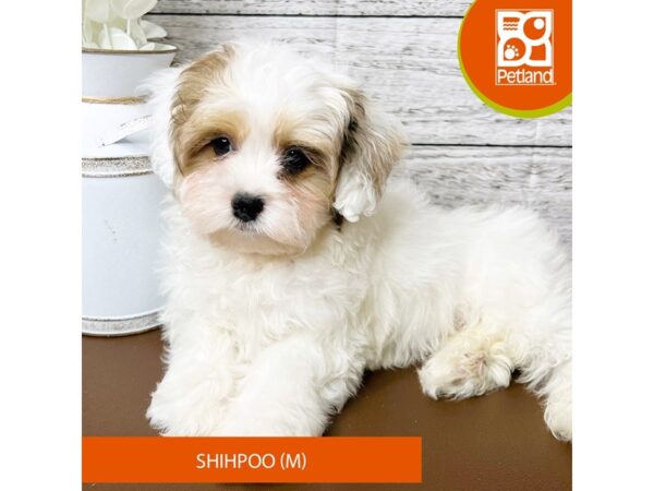 Shihpoo-Dog-Male-Chocolate / White-15462-Petland Pickerington, Ohio