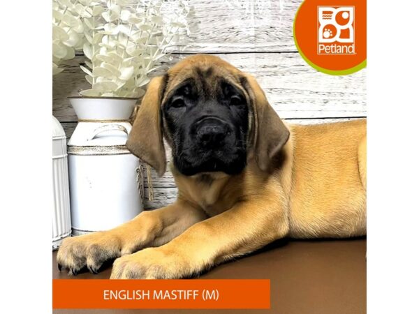 English Mastiff-Dog-Male-Fawn-15536-Petland Pickerington