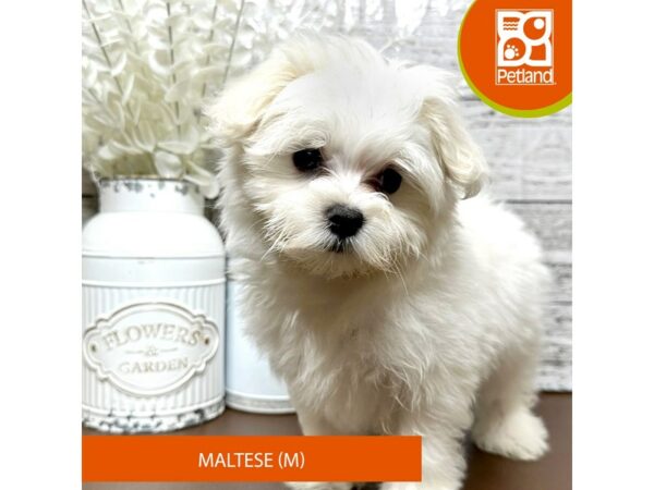 [#15612] White Male Maltese Puppies for Sale