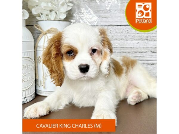 [#15619] Blenheim Male Cavalier King Charles Spaniel Puppies for Sale
