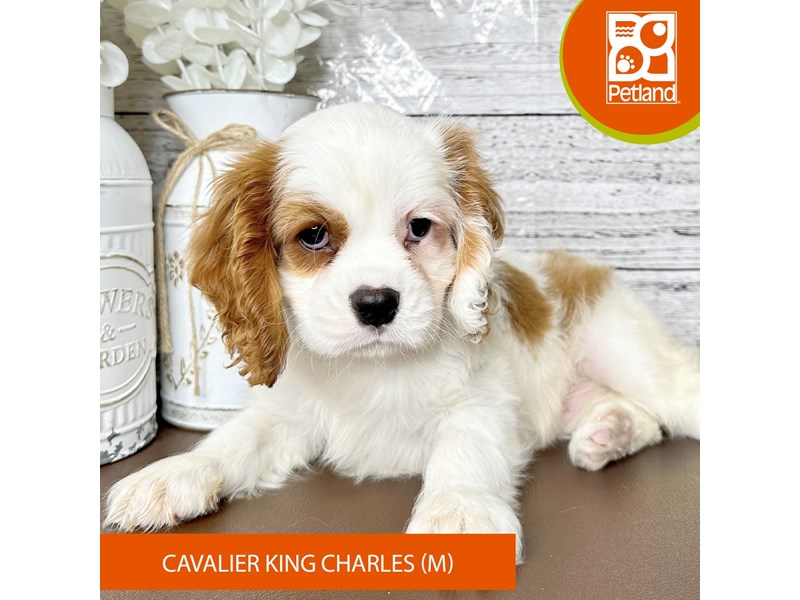 Cavalier King Charles Spaniel - 15619 Image #1