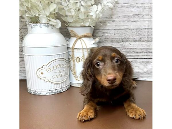 [#15630] Chocolate / Tan Male Dachshund Puppies for Sale