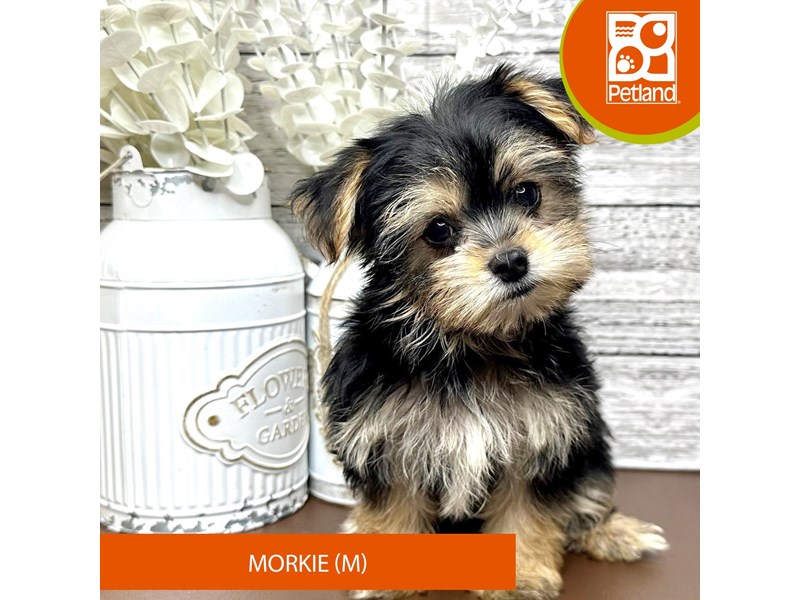 Morkie - 15635 Image #1