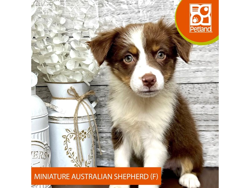 Miniature Australian Shepherd - 15634 Image #1
