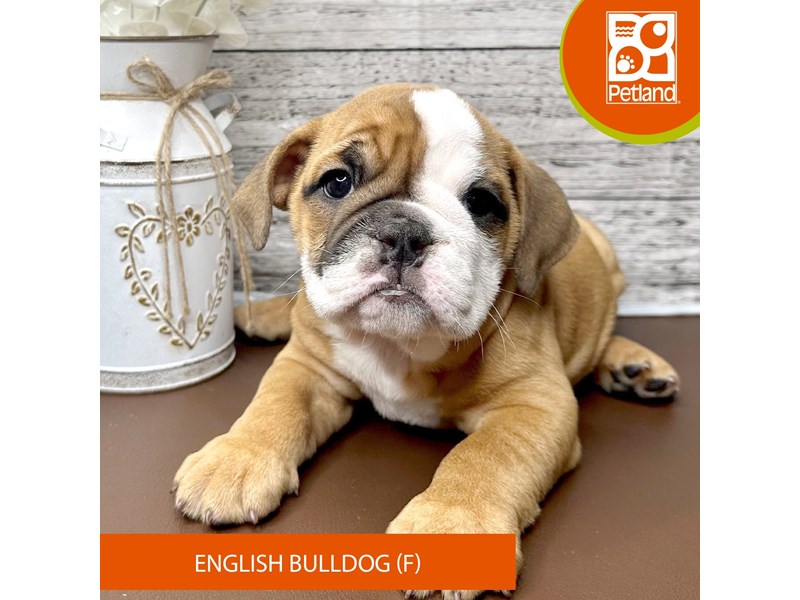 English Bulldog - 15633 Image #1