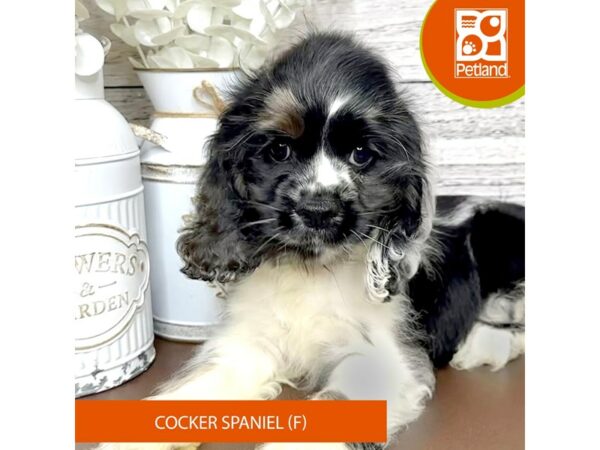 [#15632] Black / White Female Cocker Spaniel Puppies for Sale