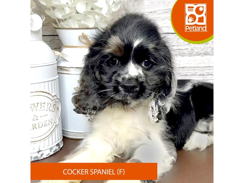 Cocker Spaniel - 15632 Image #1