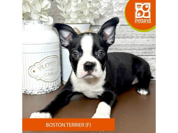 [#15627] Black / White Female Boston Terrier Puppies for Sale