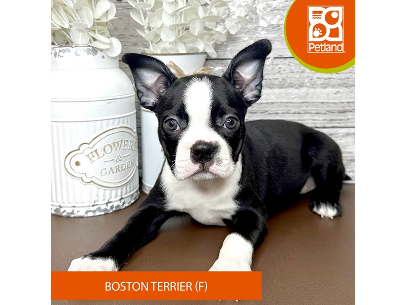 Boston Terrier - 15627 Image #1