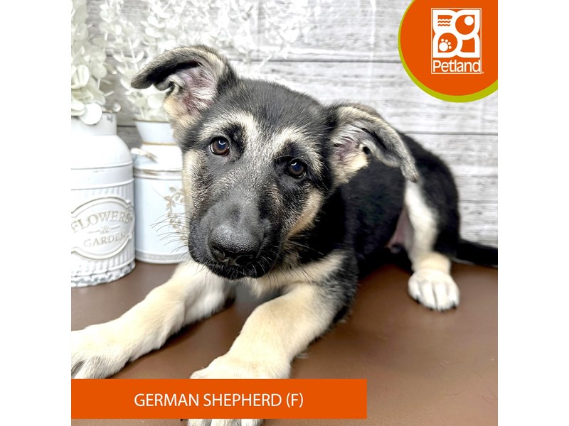 German Shepherd Dog - 15626 Image #1