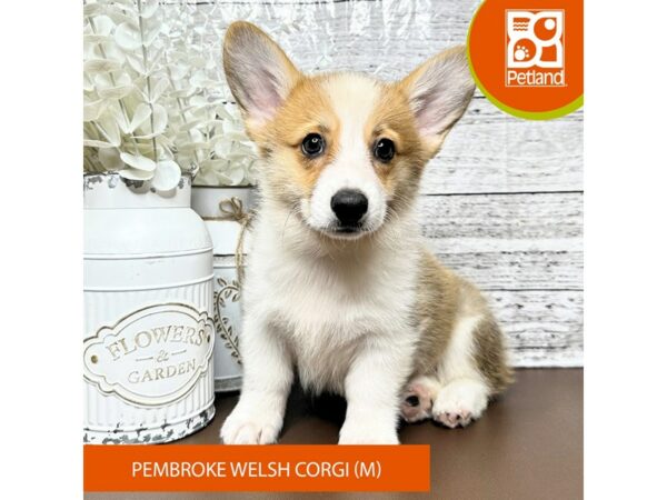 [#15639] Sable / White Male Pembroke Welsh Corgi Puppies for Sale