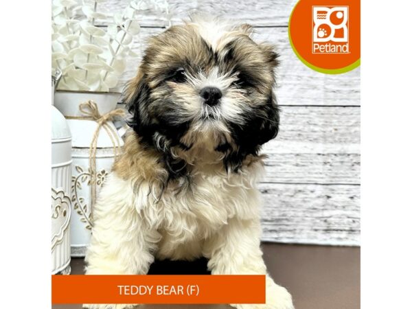 [#15651] Tri-Colored Female Teddy Bear Puppies for Sale