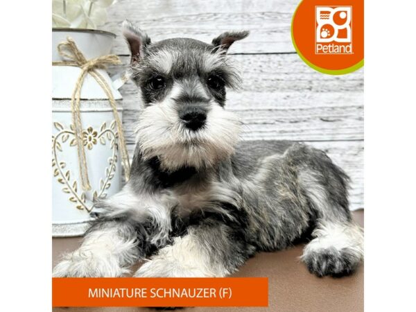 [#15646] Salt / Pepper Female Miniature Schnauzer Puppies for Sale