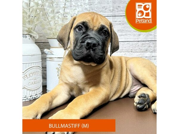 [#15643] Red Fawn Male Bullmastiff Puppies for Sale