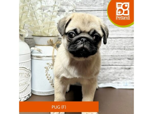 [#15640] Fawn Female Pug Puppies for Sale