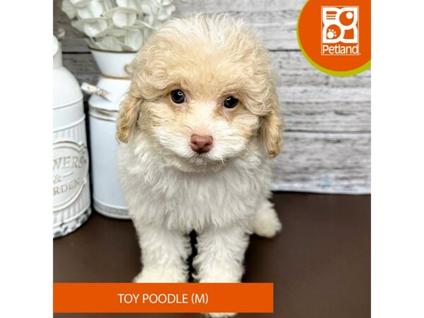 [#15660] Tan and White Parti Male Toy Poodle Puppies for Sale