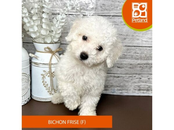 [#15658] White Female Bichon Frise Puppies for Sale