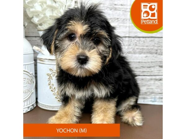 [#15657] Black / Tan Male Yochon Puppies for Sale