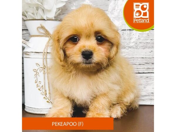 [#15656] Red Female Pekeapoo Puppies for Sale