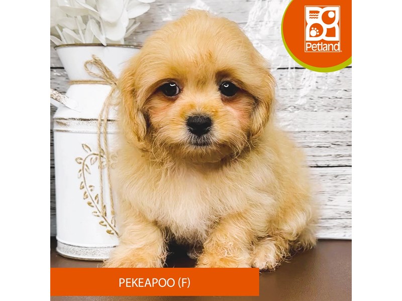 Pekeapoo - 15656 Image #1