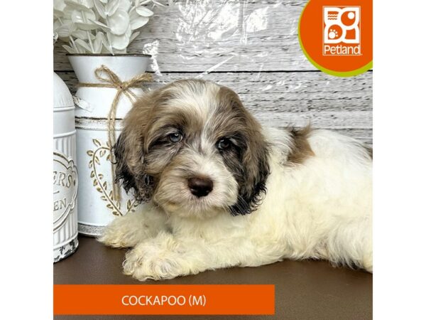 [#15654] Chocolate Merle Male Cockapoo Puppies for Sale