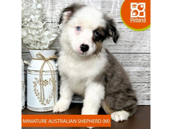 [#15653] Blue Merle Male Miniature Australian Shepherd Puppies for Sale
