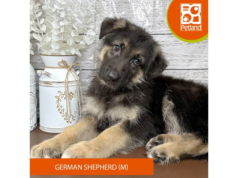 German Shepherd Dog - 15670 Image #1