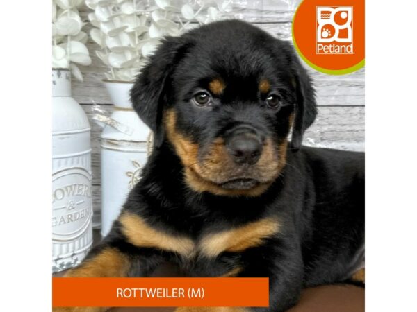 [#15665] Black / Tan Male Rottweiler Puppies for Sale