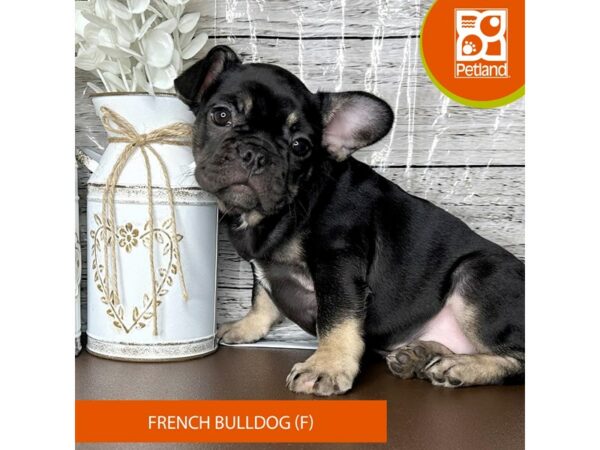 [#15663] Black Female French Bulldog Puppies for Sale