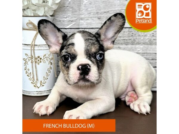 [#15662] White Male French Bulldog Puppies for Sale