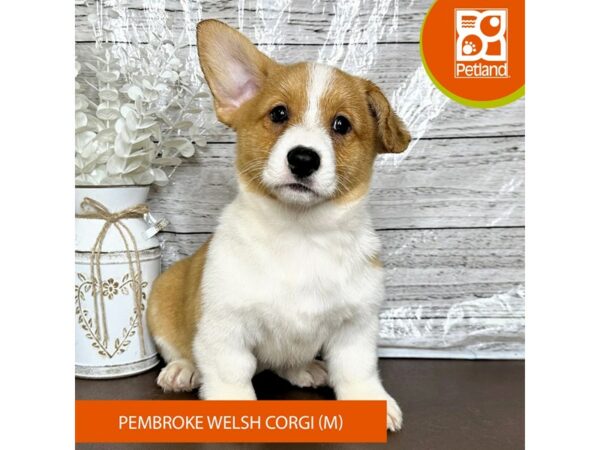 [#15681] Red / White Male Pembroke Welsh Corgi Puppies for Sale