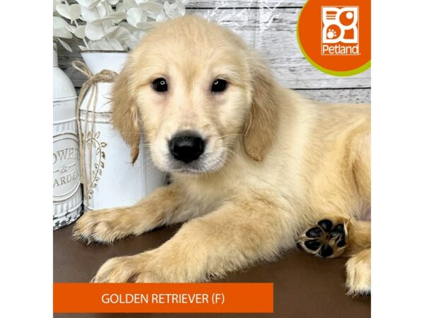 [#15678] Cream Female Golden Retriever Puppies for Sale