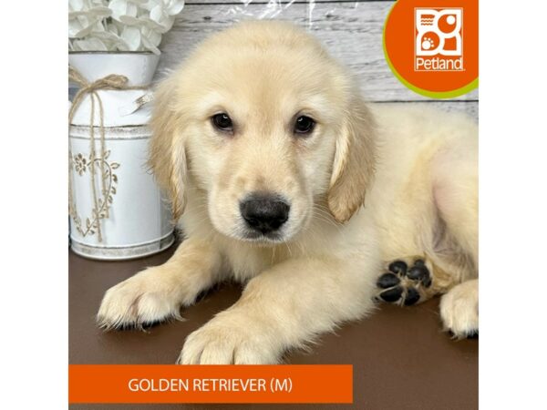 [#15677] Cream Male Golden Retriever Puppies for Sale