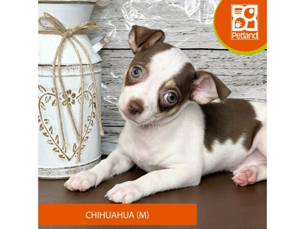 [#15675] Chocolate / White Male Chihuahua Puppies for Sale
