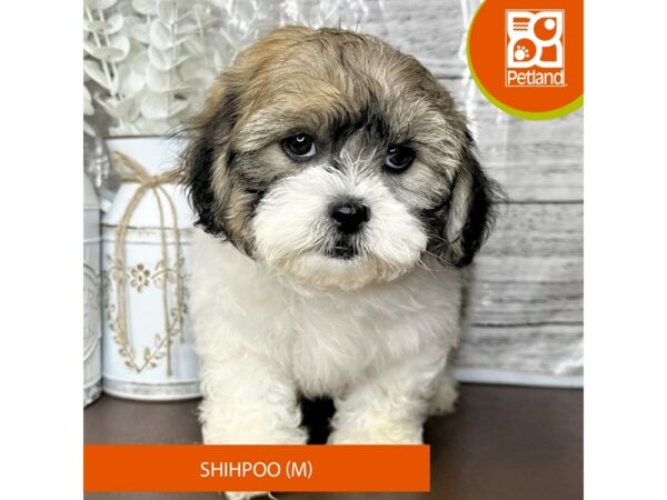 [#15673] Brown / White Male Shihpoo Puppies for Sale