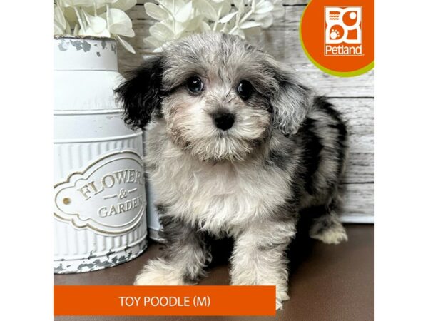 [#15672] Male Toy Poodle Puppies for Sale