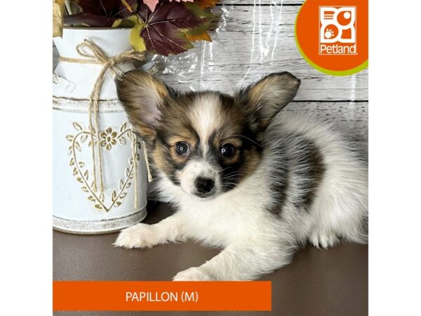 [#15688] Sable / White Male Papillon Puppies for Sale