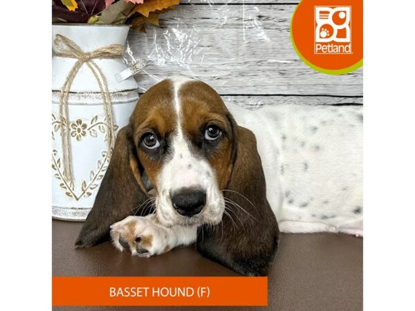 [#15683] Black Tan / White Female Basset Hound Puppies for Sale