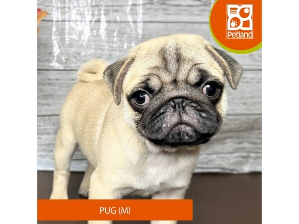 [#15682] Fawn Male Pug Puppies for Sale