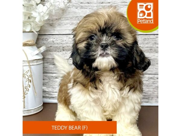 [#15623] Brown and White Female Teddy Bear Puppies for Sale