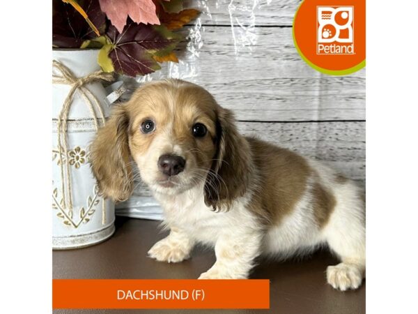 [#15687] Brown / White Female Dachshund Puppies for Sale