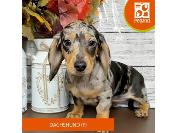 [#15684] Black / Tan Dapple Female Dachshund Puppies for Sale